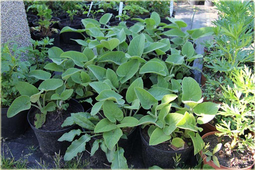 Żeleźniak żółty Phlomis russeliana