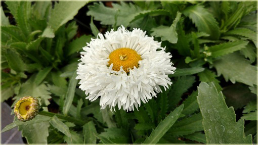 Złocień olbrzymi wielki Laspider Leucanthemum maximum