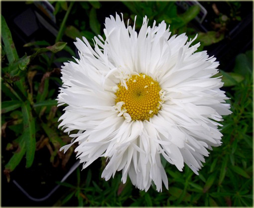 Złocień olbrzymi wielki Laspider Leucanthemum maximum