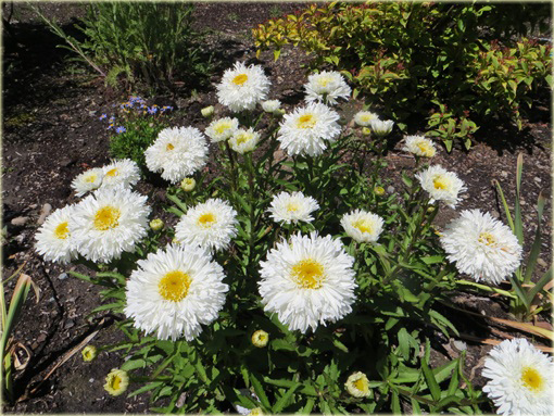 Złocień olbrzymi wielki Laspider Leucanthemum maximum
