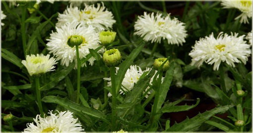 Złocień olbrzymi wielki Laspider Leucanthemum maximum
