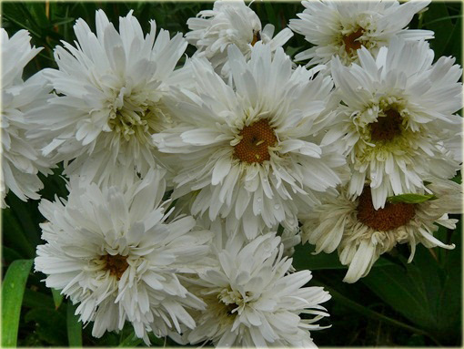 Złocień właściwy Crazy Daisy Chrysanthemum maximum