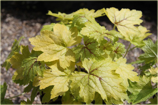 Żuraweczka Alabama Sunriseeucherella