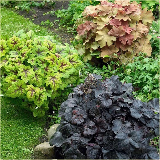 Żuraweczka Alabama Sunriseeucherella