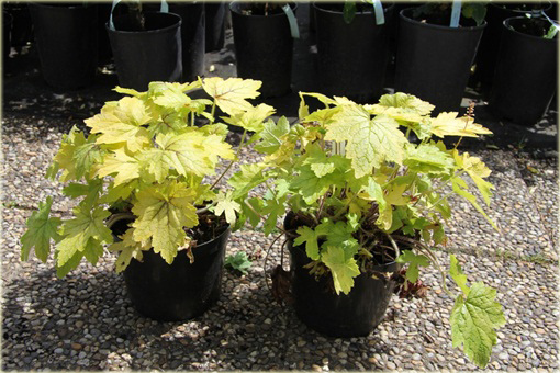 Żuraweczka Alabama Sunriseeucherella