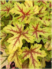 Żuraweczka Alabama Sunriseeucherella