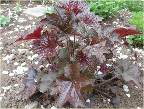 Żurawka amerykańska Palace Purpleeuchera americana Palace Purple