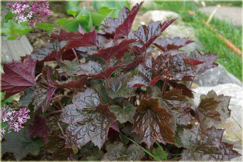 Żurawka amerykańska Palace Purpleeuchera americana Palace Purple