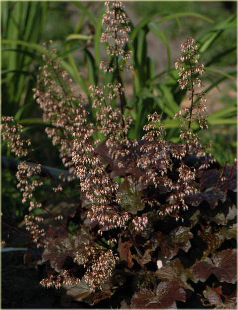Żurawka amerykańska Palace Purpleeuchera americana Palace Purple