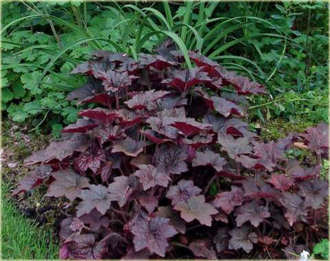 Żurawka amerykańska Palace Purpleeuchera americana Palace Purple
