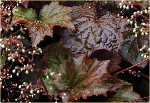 Żurawka amerykańska Palace Purpleeuchera americana Palace Purple