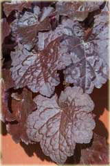 Żurawka amerykańska Palace Purpleeuchera americana Palace Purple