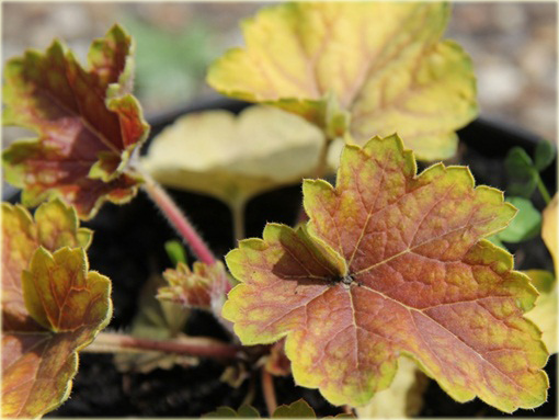 Żurawka Delta Dawneuchera