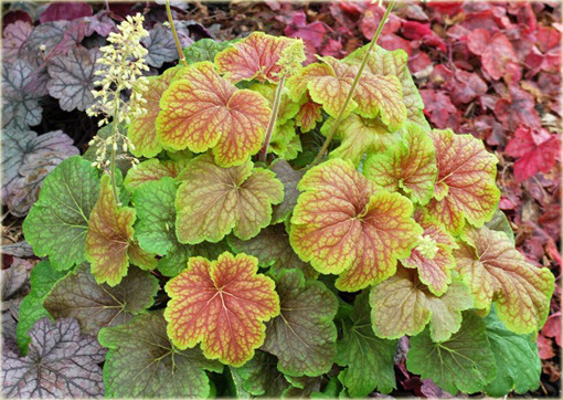 Żurawka Delta Dawneuchera