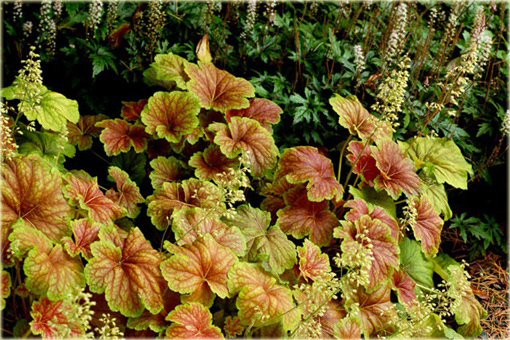 Żurawka Delta Dawneuchera