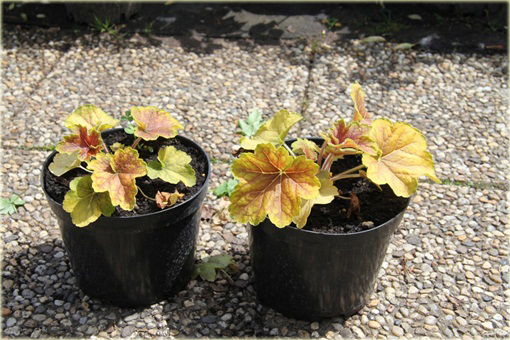 Żurawka Delta Dawneuchera