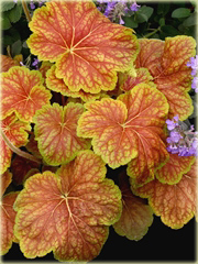 Żurawka Delta Dawneuchera