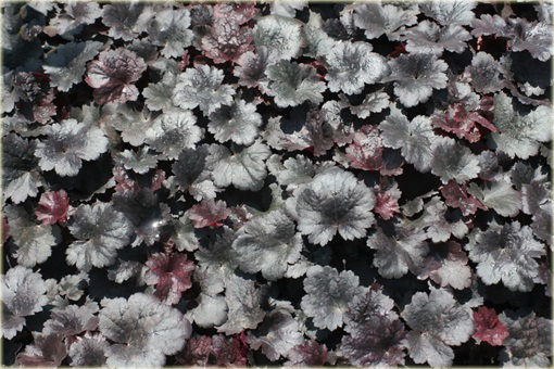 Żurawka Gothameuchera