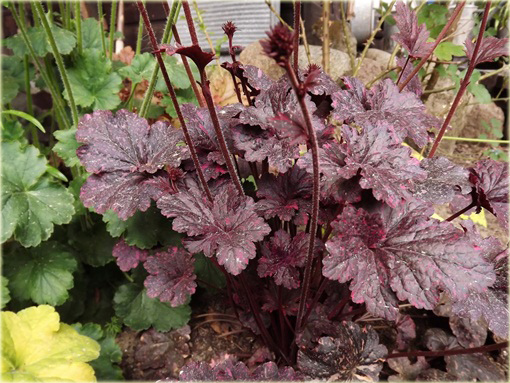 Żurawka Gothameuchera