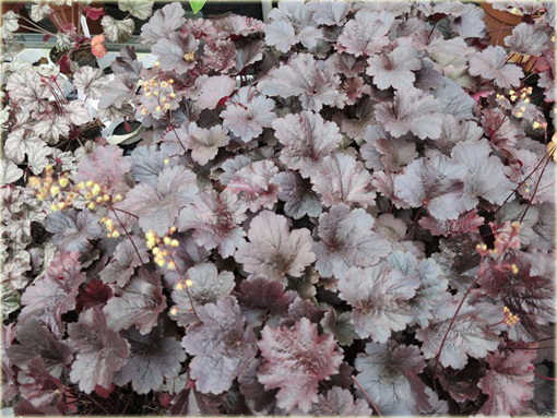 Żurawka Gothameuchera