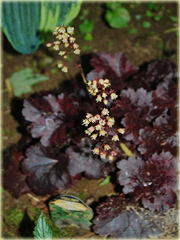 Żurawka Gothameuchera