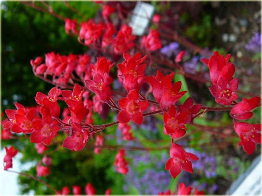 Żurawka krwistaeuchera sanguinema