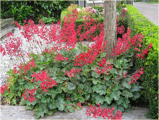 Żurawka krwistaeuchera sanguinema