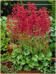 Żurawka krwistaeuchera sanguinema