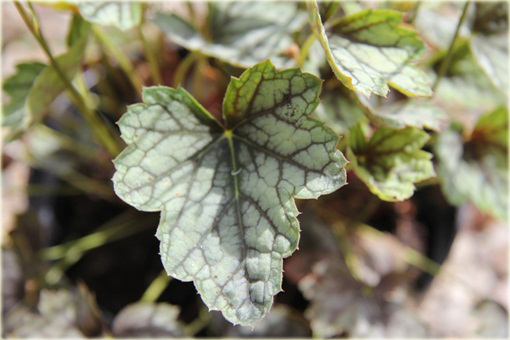 Żurawka Venuseuchera