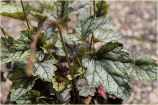 Żurawka Venuseuchera