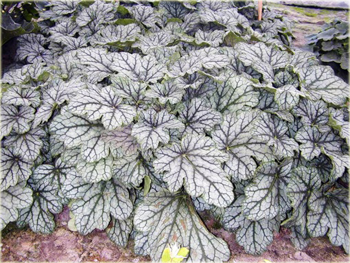 Żurawka Venuseuchera