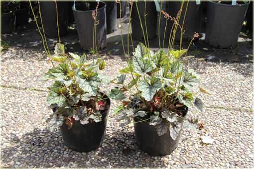 Żurawka Venuseuchera