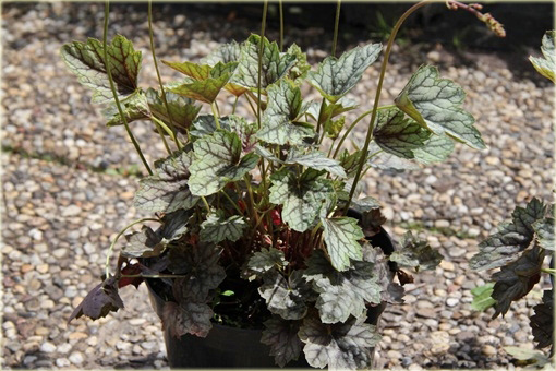 Żurawka Venuseuchera