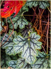 Żurawka Venuseuchera