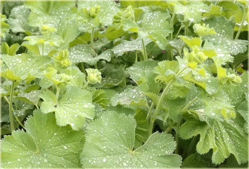 Żurawka zielona Lime Rickeyeucheraybrida