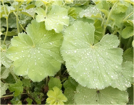 Żurawka zielona Lime Rickeyeucheraybrida