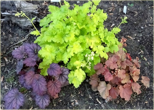 Żurawka zielona Lime Rickeyeucheraybrida