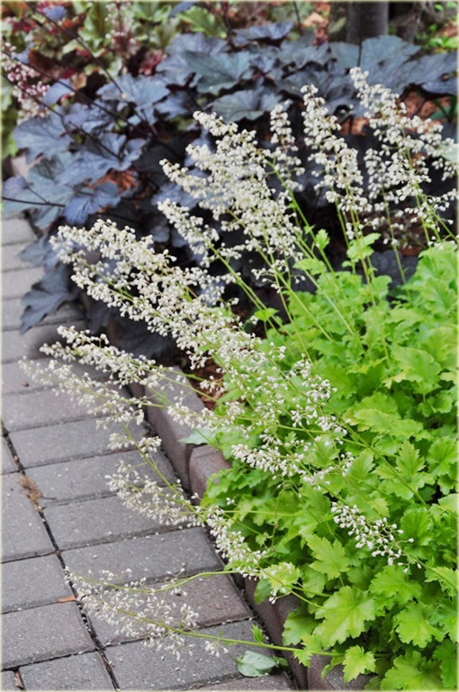 Żurawka zielona Lime Rickeyeucheraybrida