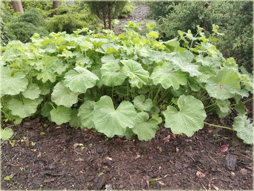 Żurawka zielona Lime Rickeyeucheraybrida