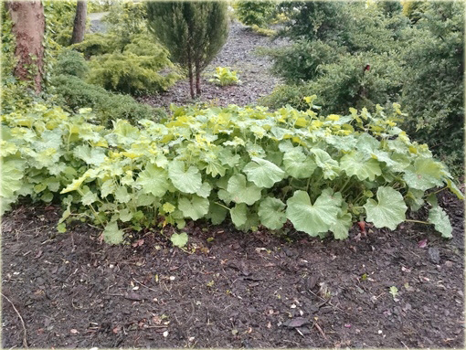 Żurawka zielona Lime Rickeyeucheraybrida