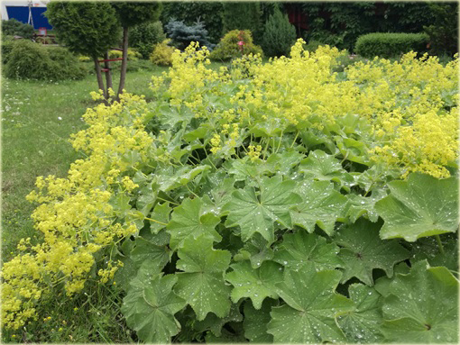 Żurawka zielona Lime Rickeyeucheraybrida