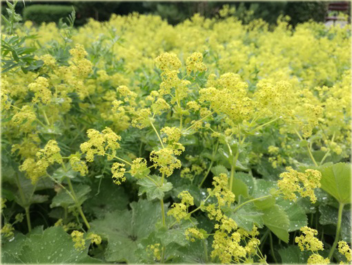 Żurawka zielona Lime Rickeyeucheraybrida