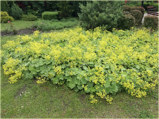 Żurawka zielona Lime Rickeyeucheraybrida