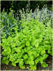 Żurawka zielona Lime Rickeyeucheraybrida