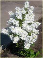 Obiela wielkokwiatowa Exochorda racemosa