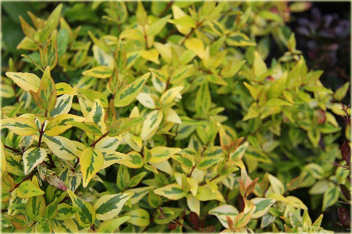 Abelia wielkokwiatowa Abelia grandiflora