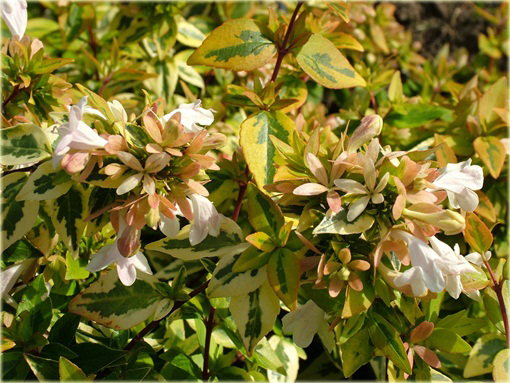Abelia wielkokwiatowa Abelia grandiflora