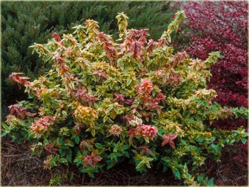 Abelia wielkokwiatowa Abelia grandiflora