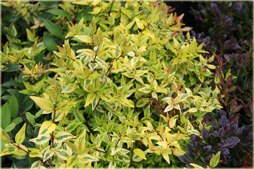 Abelia wielkokwiatowa Abelia grandiflora