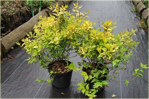 Abelia wielkokwiatowa Abelia grandiflora